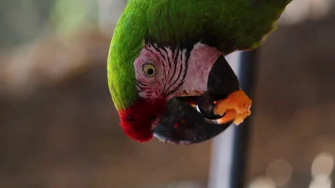 Vertical shot of a parrot while eating fruit from a plate Video stock 141095811