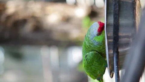 Vertical shot of a parrot while eating fruit from a plate Video stock 141159641
