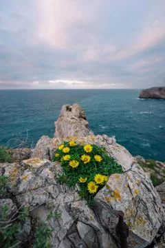Vertical shot of a patch of grass on a rocky cliff with yellow daisies by the se Fotos de archivo