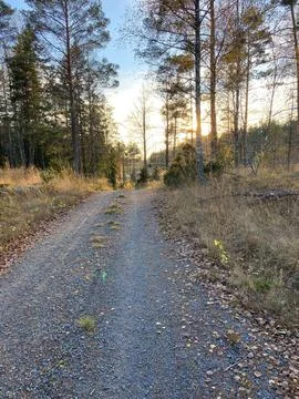 Vertical shot of the path in a beautiful forest at sunset Stock Photos