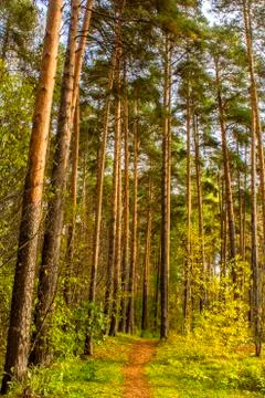 Vertical shot of a path in a pine forest. tall trees. foliage. autumn. 写真素材