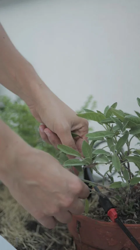 Vertical shot picking sage leaves from balcony herb garden, Italy Видео 335840264