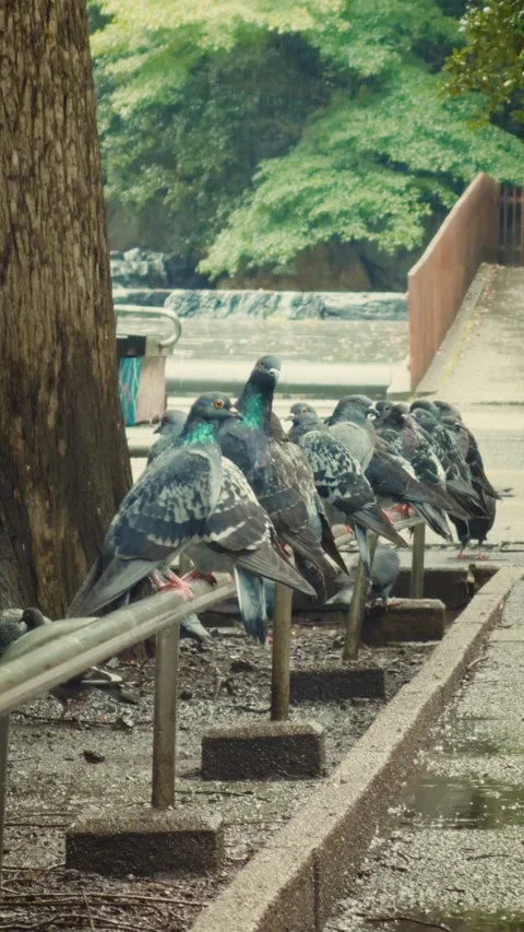 Vertical shot of pigeons resting on park railing on rainy day Stock Footage 346802474