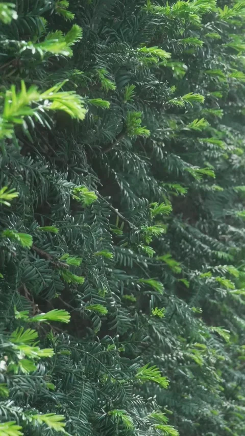 Vertical Shot of Pine Branches Swaying Gently in the Wind – Nature Texture Stock Footage 308934950