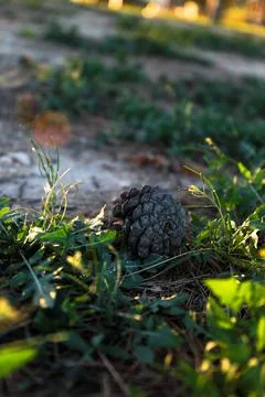 Vertical shot of a pine cone isolated on the green grass Foto stock