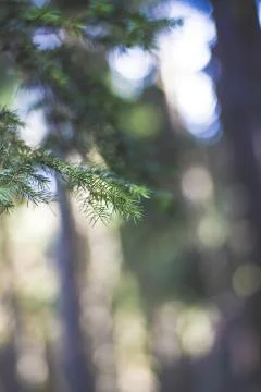 Vertical shot of a pine tree branch with a blurred background Stock Photos