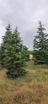 Vertical shot of pine trees Stock Photos