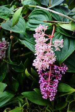Vertical shot of pink and purple Medinilla speciosa flowers in Cloud Forest, Sin Stock Photos