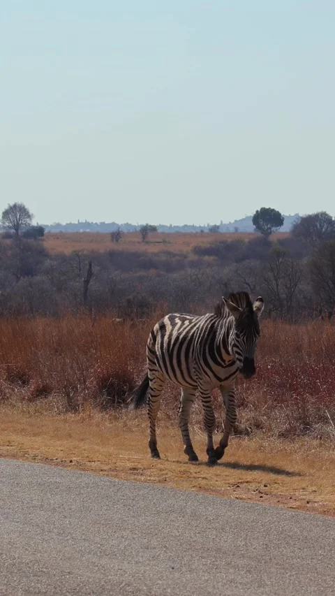 Vertical shot of Plains Zebra walking slowly next to tar paved road in the Stock Footage 292886629