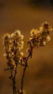 Vertical shot of plants 스톡 사진