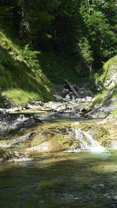 Vertical shot of a pond from a mountain stream in a forest, afternoon, slow-mo Video stock 260881816