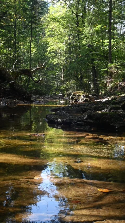 Vertical shot of a pond from a mountain stream in a forest Video stock 260930971