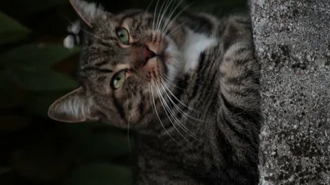 Vertical shot portrait of cat Vidéo 82468113