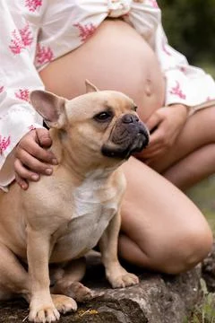 Vertical shot of a pregnant female and a cute brown French bulldog Stock Photos