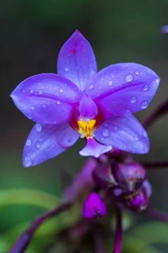 Vertical shot of a purple spathoglottis plicate flower in a garden Stock Photos