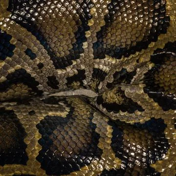 Vertical shot of python skin texture Photos