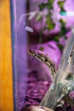 Vertical shot of a python snake inside a glass tank against a purple light backg Stock Photos