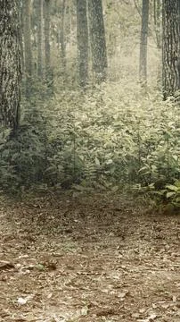 Vertical shot of a quiet forest path covered in dry leaves, leading to lush.. Foto stock