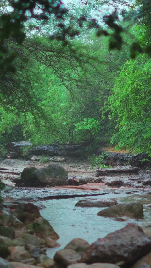 Vertical shot of Rainy Day in Forest. Lush Green Trees, Stormy, Cloudy Bad Weath Stock-Footage 281183291