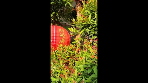 Vertical Shot of Red Chinese Lantern Hanging on Bush Stock-Footage 336435321
