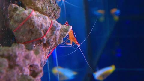 Vertical shot of red cleaner shrimp crawling on the stone and moving limbs Stock Footage 195287516