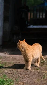 Vertical shot of a red fluffy cat standing in the yard half-turned to the camera Stock Photos