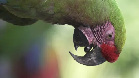 Vertical shot of red-fronted macaw moving tongue with open beak Stock Footage 146133864