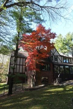 Vertical Shot of Red Maple Tree Beside Tudor-Style Brick House in Autumn Stock Photos