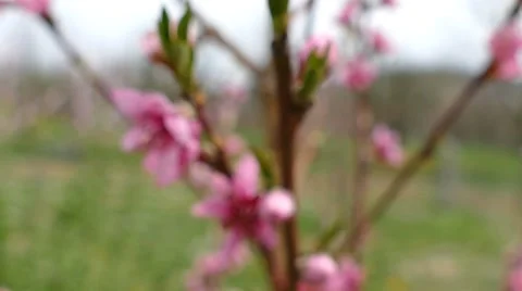 Vertical Shot Of Redish Flower Close Up Stock Footage 48960511