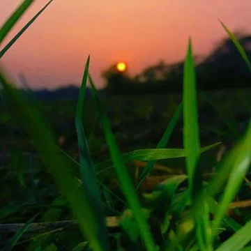 Vertical shot of a rice field captured at sunset in countryside area. Stock Photos