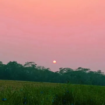 Vertical shot of a rice field captured at sunset in countryside area. Stock Photos
