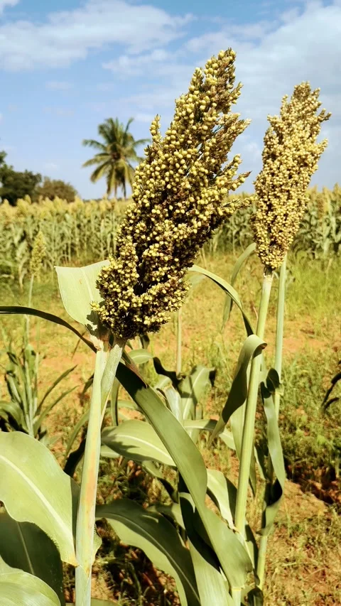 Vertical Shot of Ripe Jowar Millet Crop in Farmland Under Blue Sky Stock-Footage 345026697