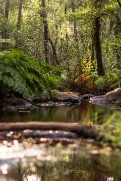 Vertical shot of river in a forest 스톡 사진