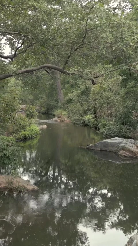 Vertical Shot of Rocky Stream and Lush Forest Landscape Pratapgarh Rajasthan Stock Footage 345488969
