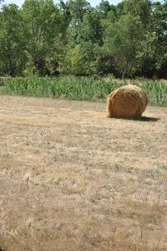 Vertical shot of a roll of haystack rolling in an empty field Stock Photos