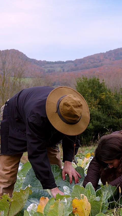 Vertical shot. Rustic Autumn Harvest Two People in a Vegetable Garden Inspecting Stock Footage 265944933