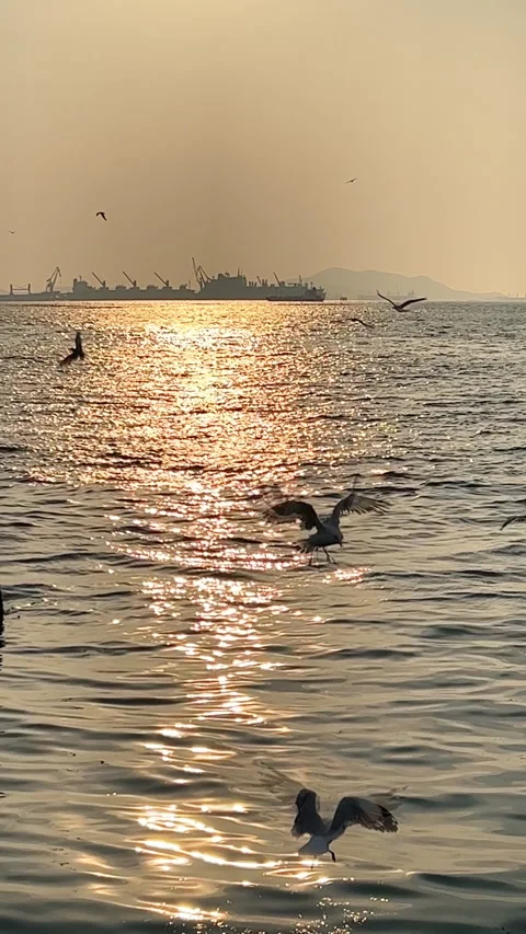 Vertical shot of sea waves reflecting the sunlight and flying birds Stock Footage 238414554