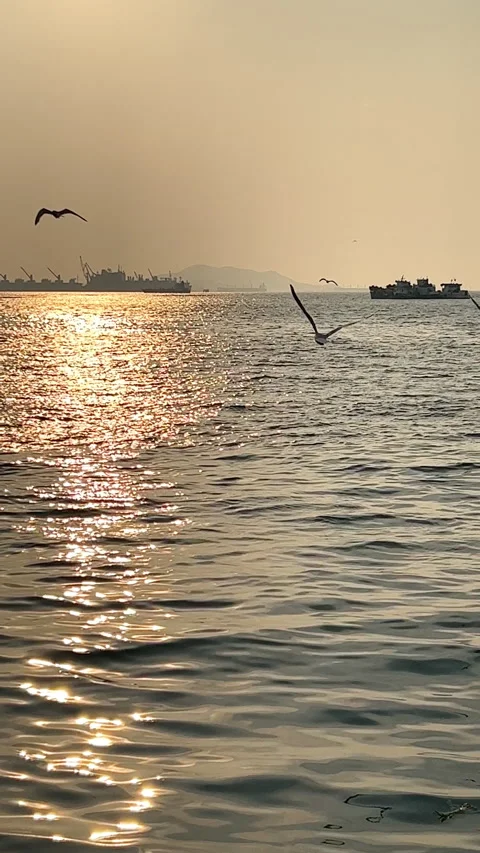 Vertical shot of sea waves reflecting the sunlight and flying birds Stock Footage 238416894