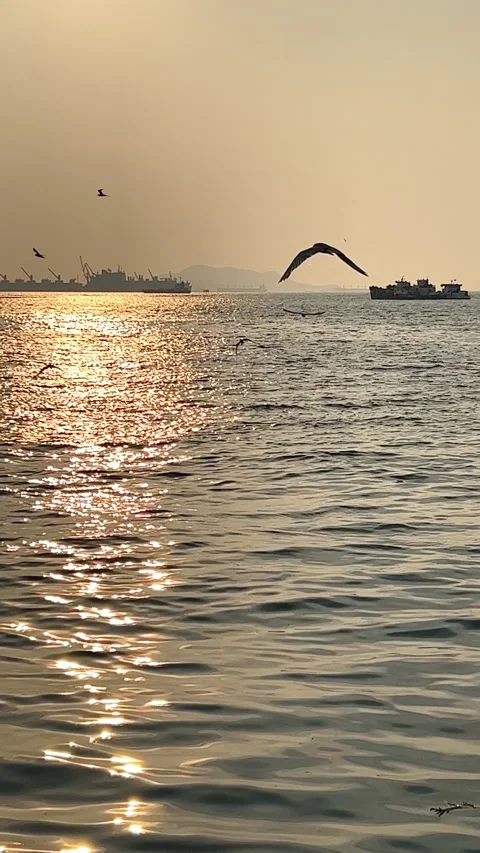 Vertical shot of sea waves reflecting the sunlight and flying birds Stock Footage 238417104