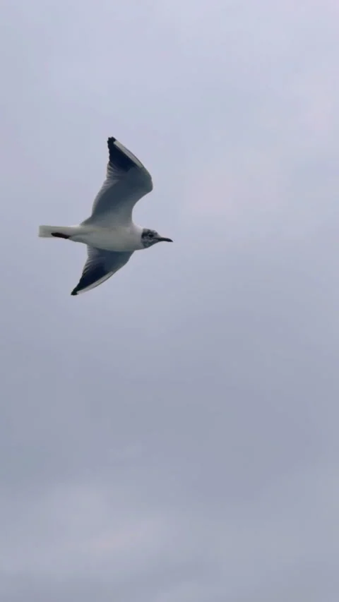 Vertical Shot of Seagull Flying in Sky Stock Footage 330031203