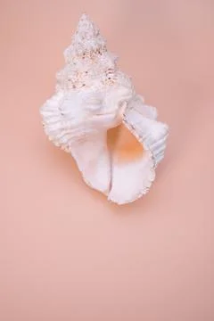 Vertical shot of seashell isolated on a light cream background with copy spac Stock Photos