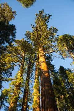 Vertical shot of sequoia trees against blue sky 스톡 사진