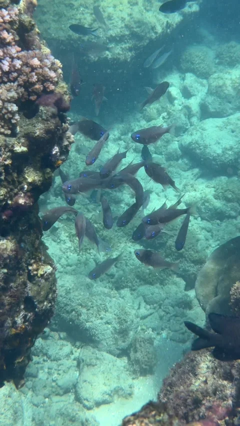 Vertical shot of several fish swimming beside an old coral formation in clear Video stock 335940231