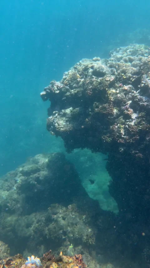 Vertical shot of several fish swimming beside a coral reef in clear seawater nea Stock Footage 339279417