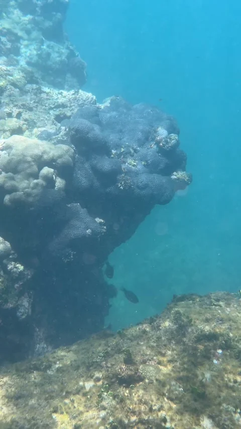 Vertical shot of several fish swimming beside coral formations in a natural unde Video stock 340150170