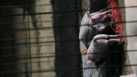 Vertical shot of several piglets suckling non-stop from their mother, on a farm Video stock 141162731