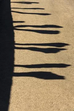 Vertical shot of the shadows of trees on the macadam of a street Stock Photos