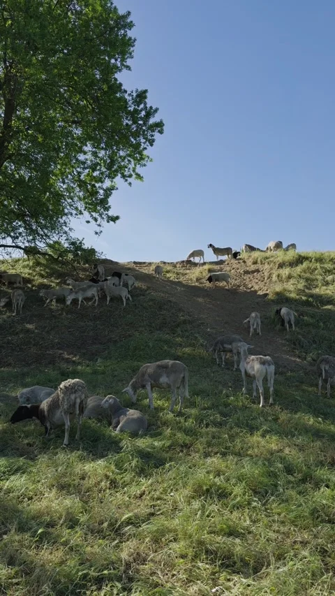 Vertical shot of sheep grazing on a grassy levee for vegetation management Stock Footage 332632414