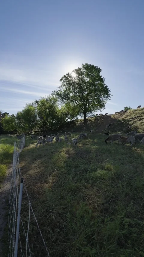 Vertical shot of sheep grazing on a levee for vegetation management Stock Footage 332632420