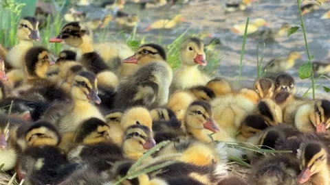 Vertical shot shows a group of ducklings running together across grass on a 库存影片 334417191